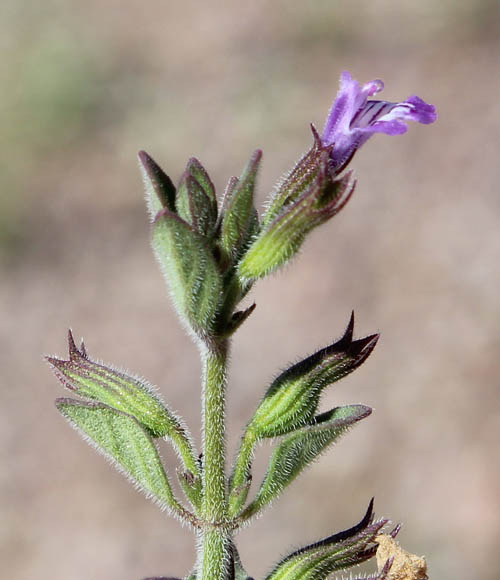  Hedeoma nana var. macrocalyx